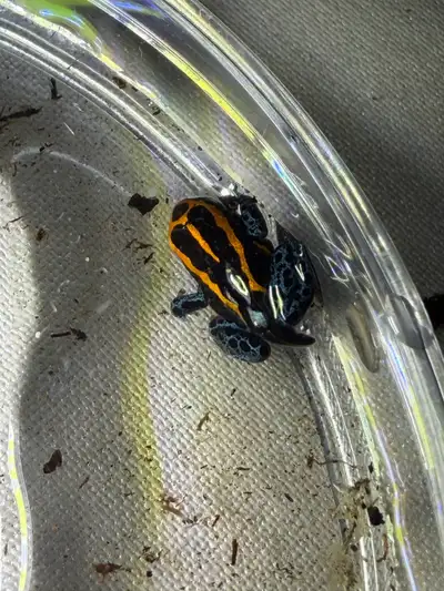 Ranitomeya amazonica “Iquitos” froglets for sale, View more