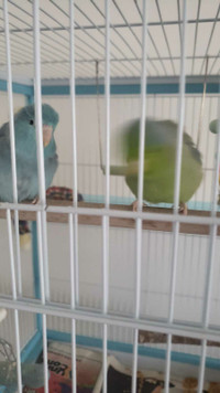 Mexican parrotlets