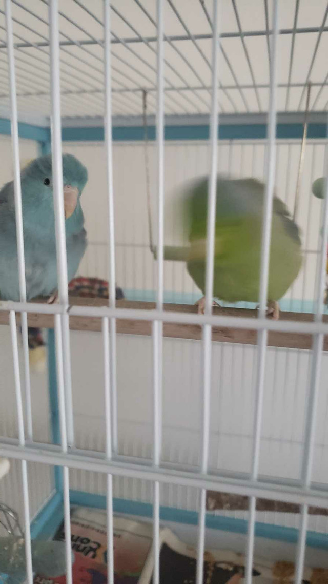 Mexican parrotlets in Birds for Rehoming in Edmonton