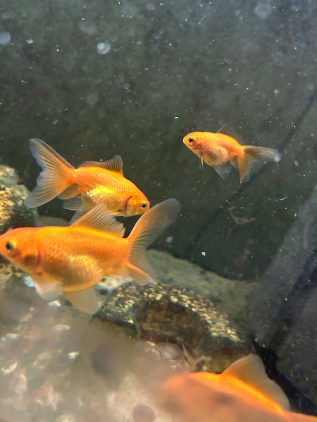 Mixed goldfish for sale in Fish for Rehoming in Calgary - Image 4