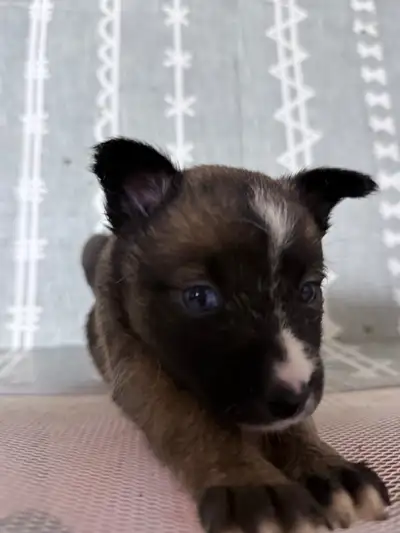 Pomsky mix for Christmas, View more