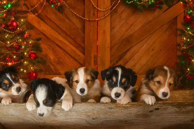 Only one left in Dogs & Puppies for Rehoming in Kitchener / Waterloo - Image 4