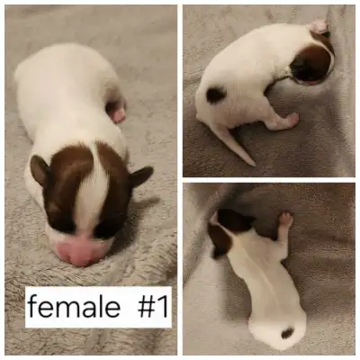 papillon puppies , View more