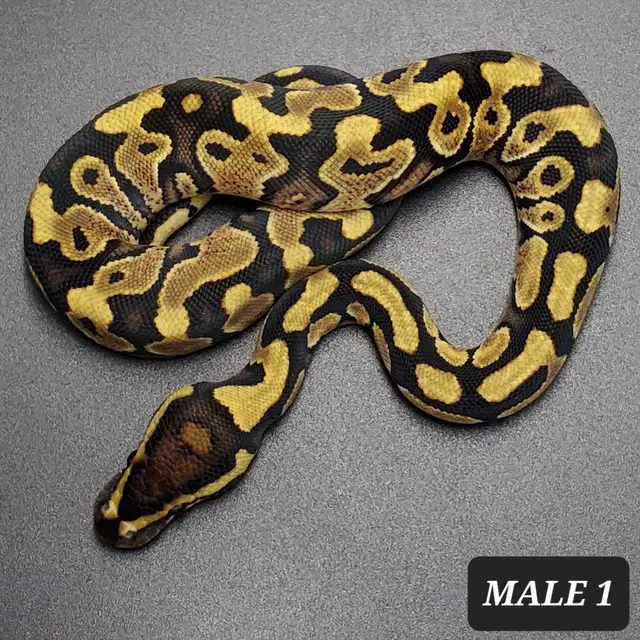 Baby Ball Pythons Now Ready | Reptiles & Amphibians for Rehoming ...