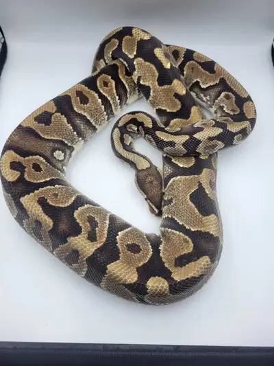 pb Yellowbelly , View more