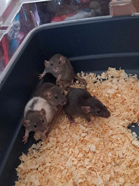 Rats a vendre 