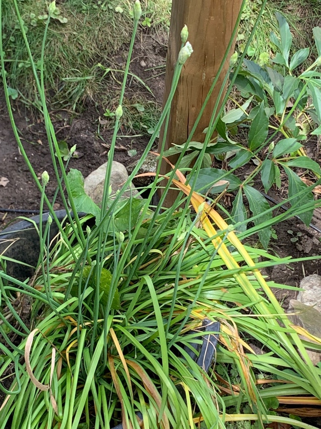 Free plants Free Stuff Ottawa Kijiji