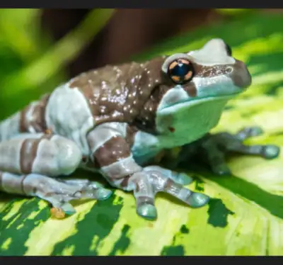 Exotic pets & supplies, View more