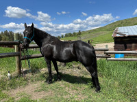Papered Tennessee Walker Gelding for sale