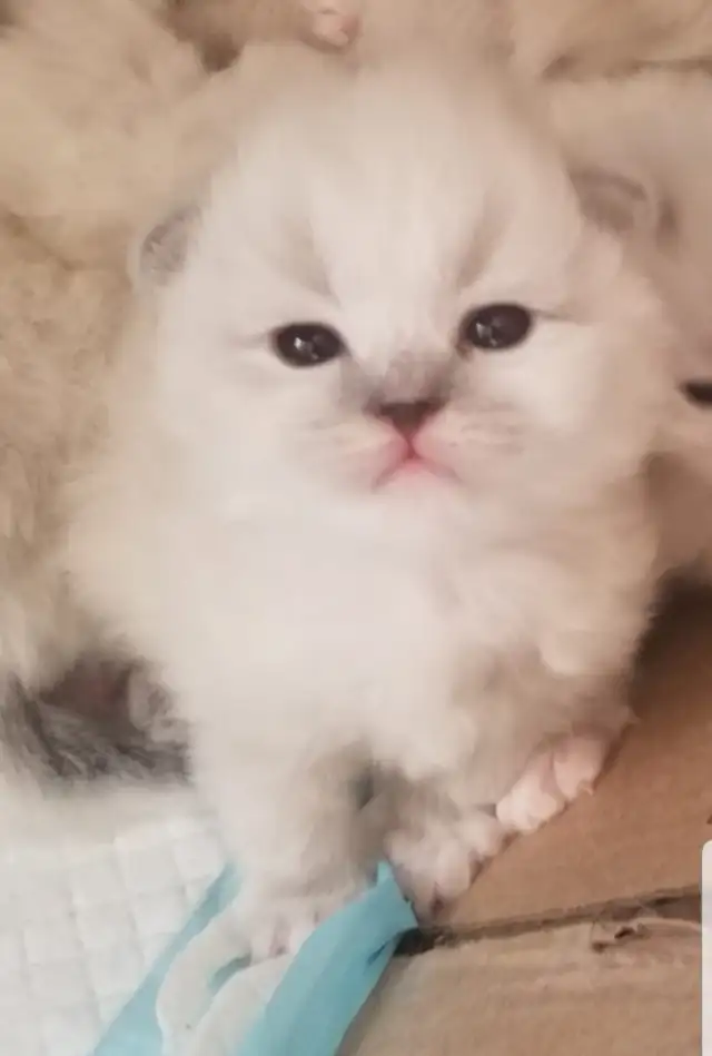 Neva Masquerade Kittens (Siberian) | 2 Available