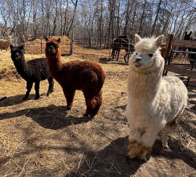 Alpacas 3 female and 1 male in Livestock in Winnipeg