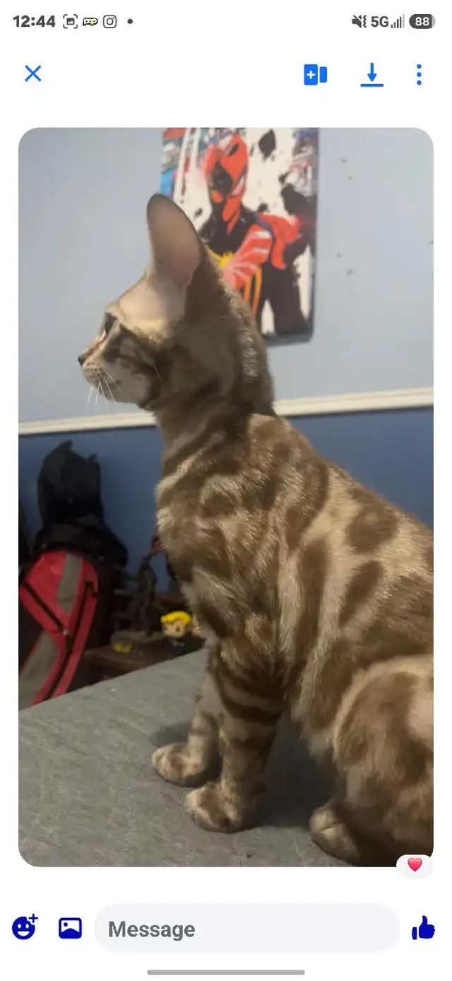 lost Bangal Cat