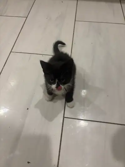 Cute kitten , View more