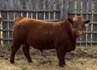 Red Angus Yearling Bull 