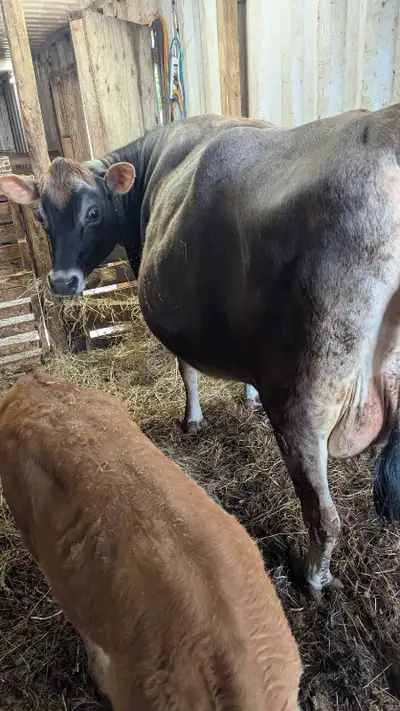 JERSEY COW, View more
