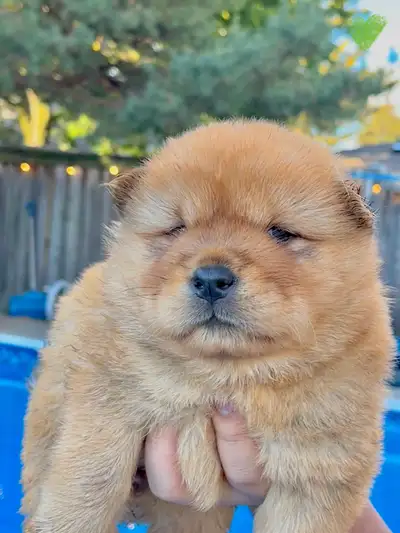 Purebred Chow Chow puppies, View more
