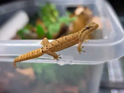 Mourning Geckos, View more