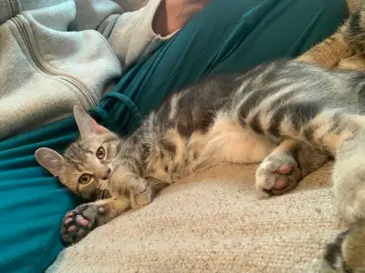 Beautiful Grey Tabby Kitten, View more