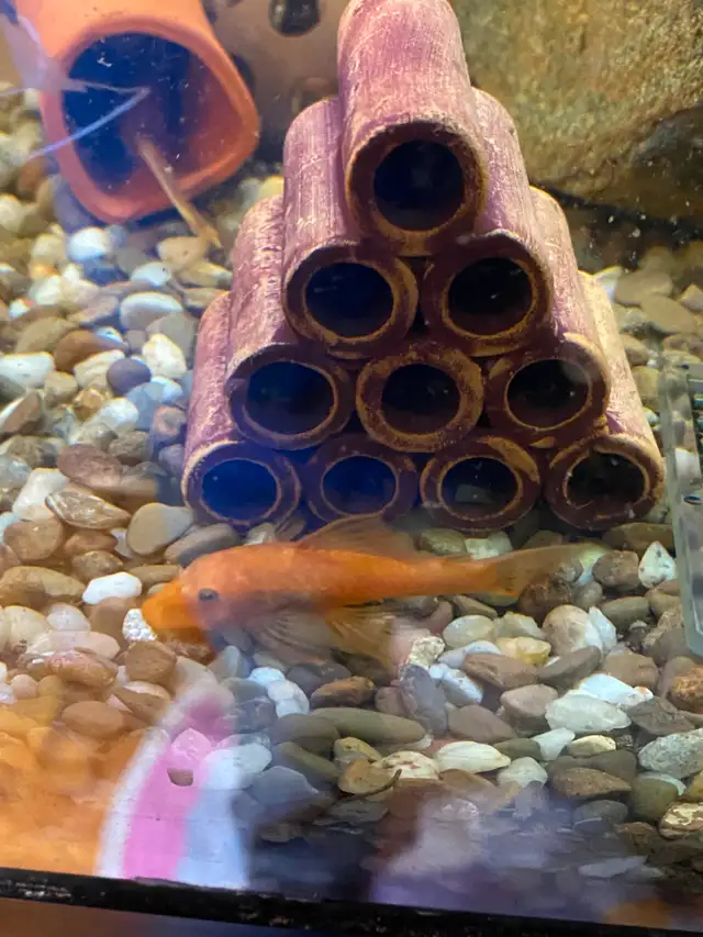 Super Red Bristlenose Pleco Juvi fish in Fish for Rehoming in Mississauga / Peel Region - Image 4