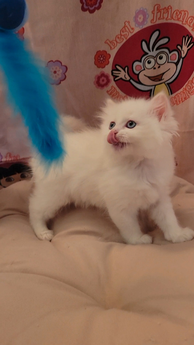 Purebred Ragdoll kitten looking for a forever home! in Cats & Kittens for Rehoming in Richmond - Image 4