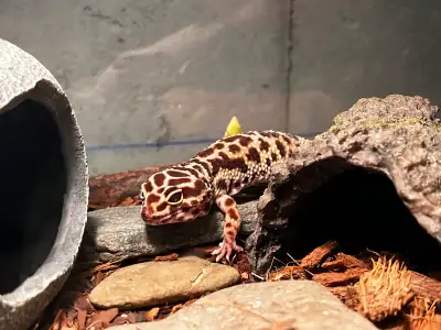 Clown leopard gecko for sale with hide, cave, water dish, lamps and terrarium all included. Family i...