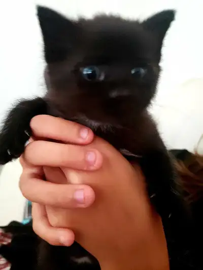 Adorable Kittens , View more