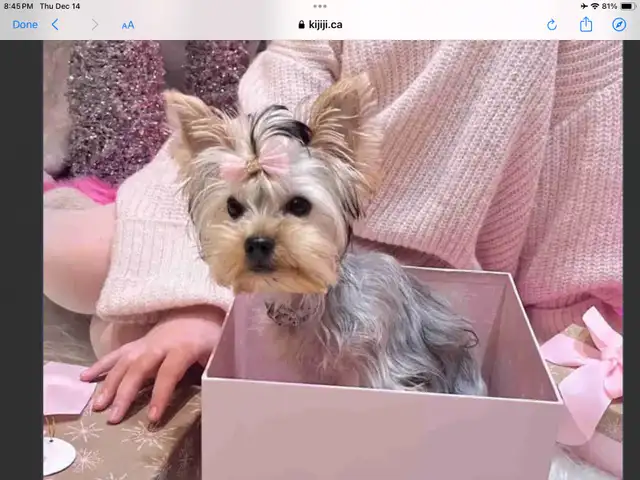 PUREBRED QUALITY YORKIES by Registered and experienced breeder in Dogs & Puppies for Rehoming in City of Toronto - Image 10