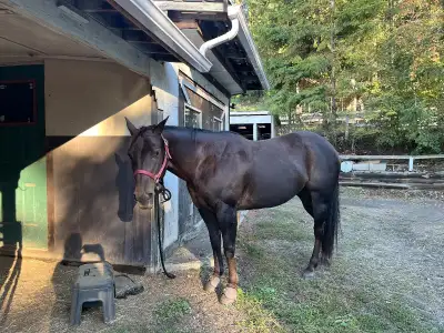 ✨for your consideration✨ “Just Plain Sweetie” aka Charlie 13 year old, liver chestnut papered QH mar...