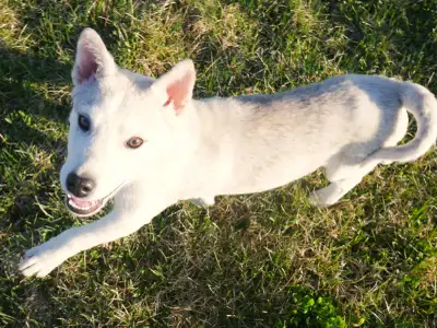HUSKY SIBÉRIEN CHIOTS À VENDRE SIBERIAN HUSKY PUPPY FOR SALE, View more