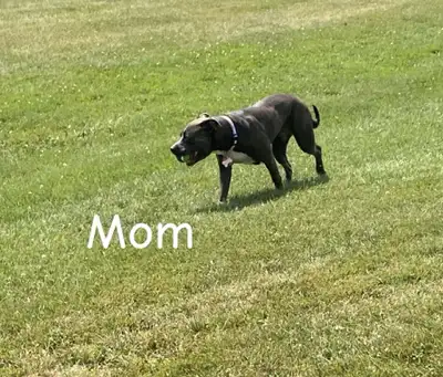 PUPPIES!!!, View more