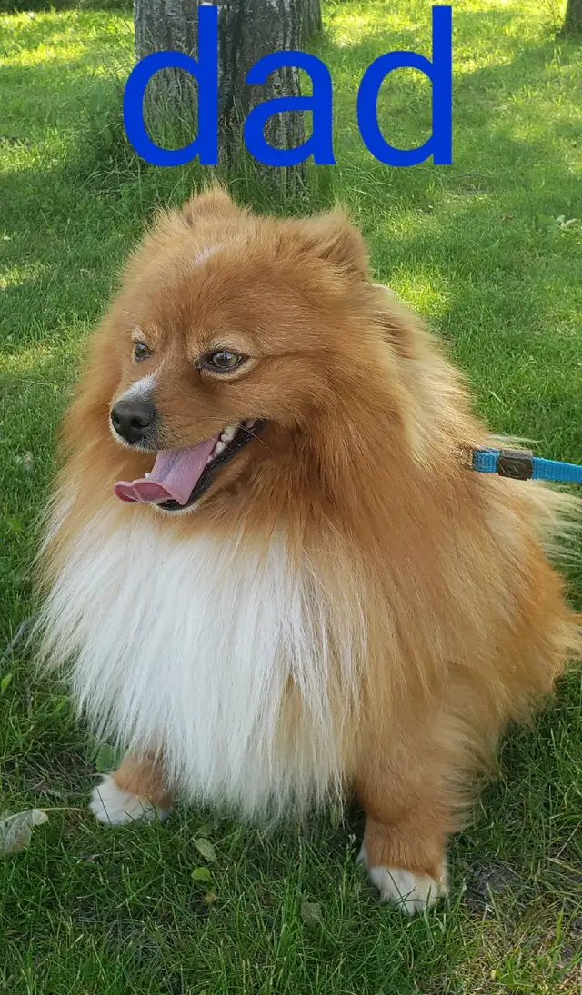 pomeranian male puppy  in Dogs & Puppies for Rehoming in Winnipeg - Image 7