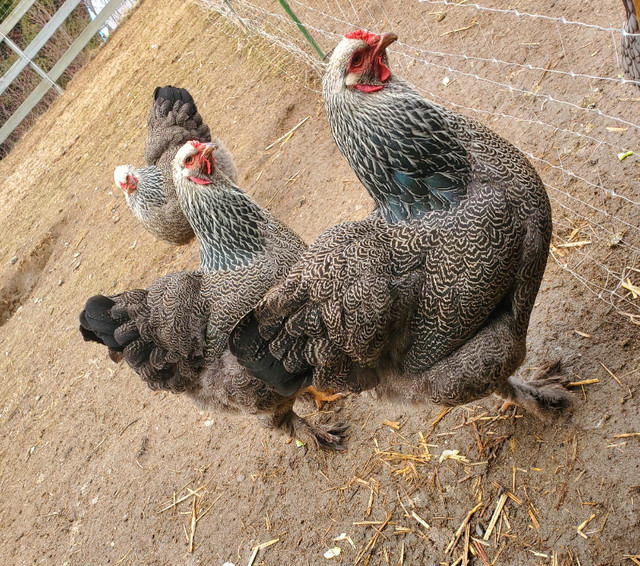 Heritage breed Hatchicg Eggs in Livestock in Chilliwack - Image 3