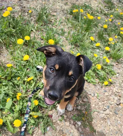She is a wonderful and energetic puppy! She needs a lot of attention and loves to play, going outsid...