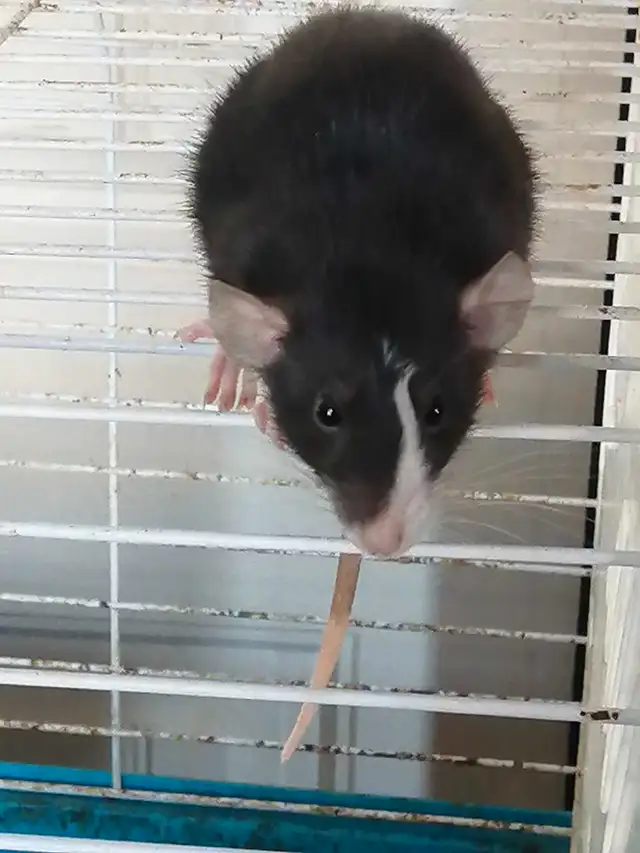 Rat dumbos 50$ ch 2 pour 90$ in Small Animals for Rehoming in Victoriaville - Image 2