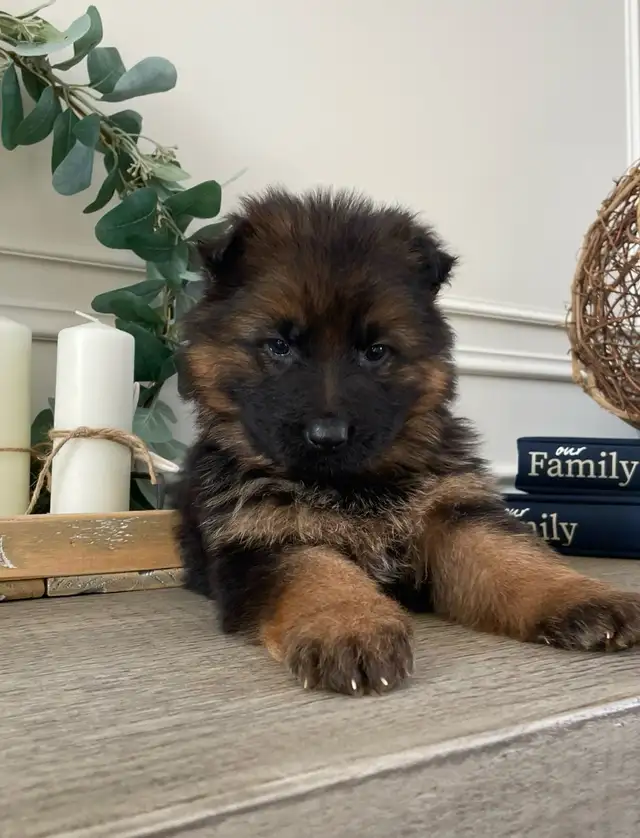 Purebred German Shepherd Puppies CKC Reg’d in Dogs & Puppies for Rehoming in Markham / York Region - Image 3