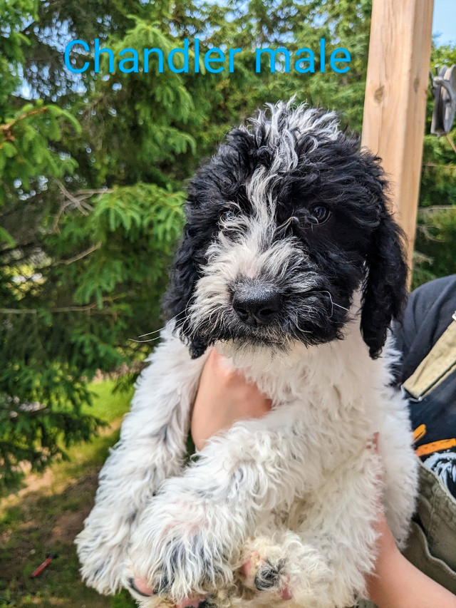 Double doodles 700or best offer Dogs & Puppies for Rehoming Napanee Kijiji