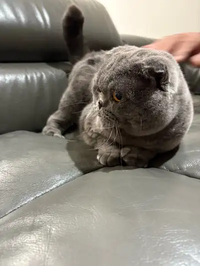 À vendre – adorable chaton Scottish Fold, View more