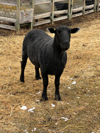 Black Suffolk Ram