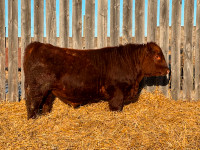 Registered Red Angus Bulls For Sale