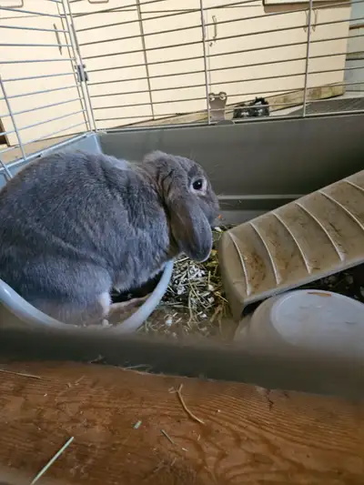 Bunny with cage for sale, View more