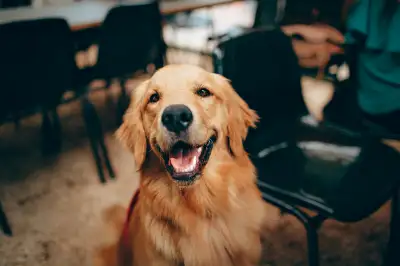 Good Day! I offer pet services at reasonable rates. I will come to your location to walk your Dog on...