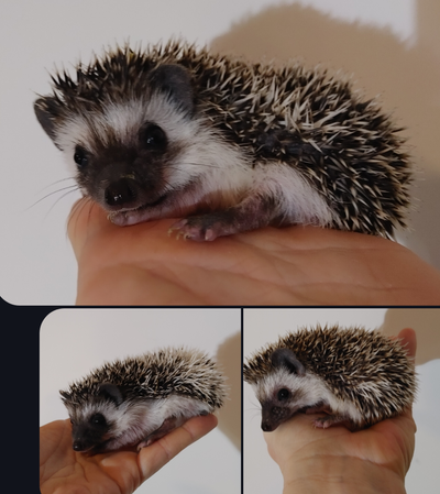 ♥♥♥Baby boy hedgehogs! Habitats Guarantee Delivery Inclusions!, View more
