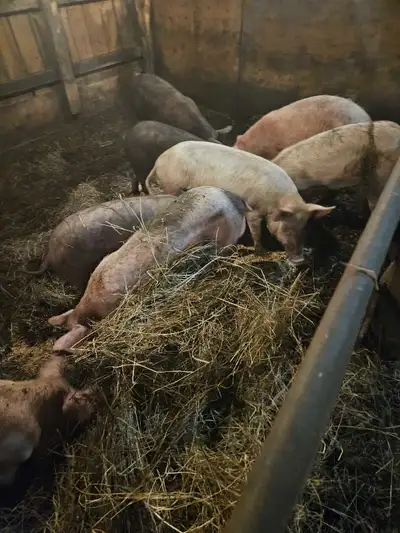 Pigs for sale, View more