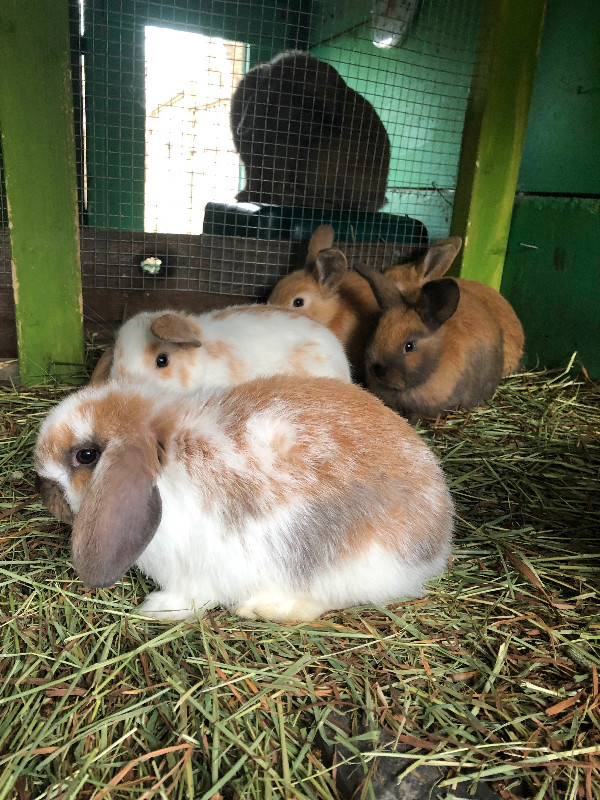 Beautiful baby bunnies for Easter in Small Animals for Rehoming in Burnaby/New Westminster - Image 3