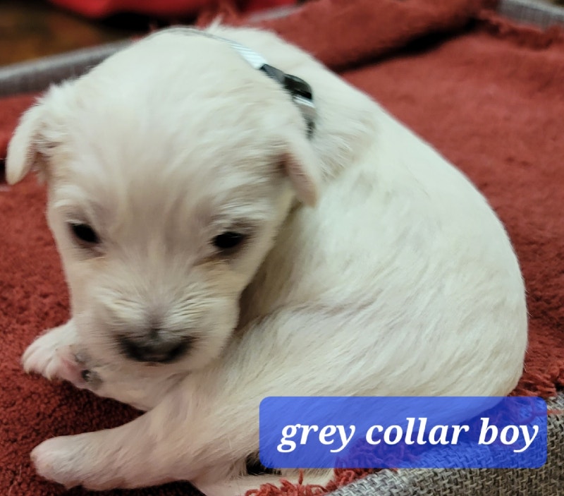 Westie/Miniature golden doodles Dogs & Puppies for Rehoming
