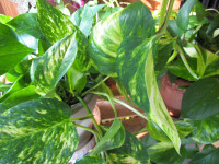 "Hawaiian Pothos" beautiful plant, easy to grow, very fast growi