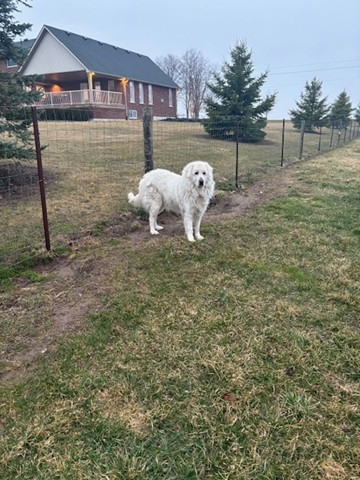 Maremma Sheepdog in Dogs & Puppies for Rehoming in Norfolk County - Image 2
