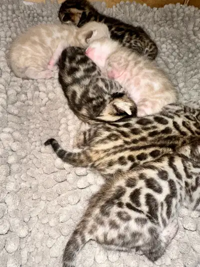 Stunning Bengal Kittens – 4 Gorgeous Males TICA Registered, View more