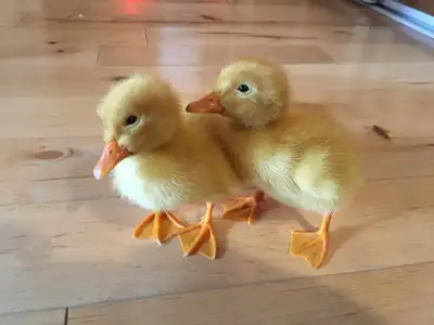 Pekin Ducklings, View more