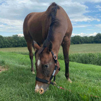 8 yr. old Appaloosa Mare 